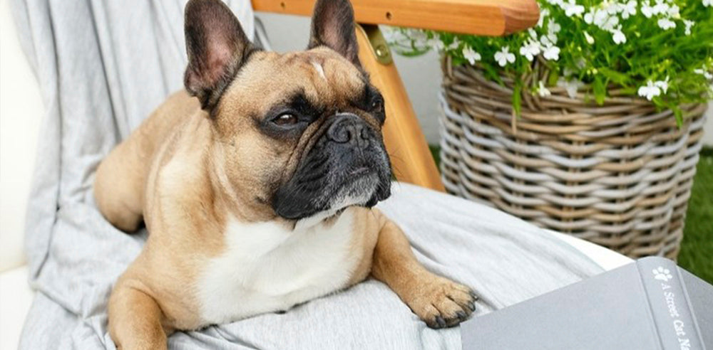 Cooling Blanket: The Future of Sleep Comfort Unveiled by Elegear